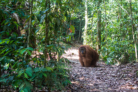 An orangutan in Bukit Lawang